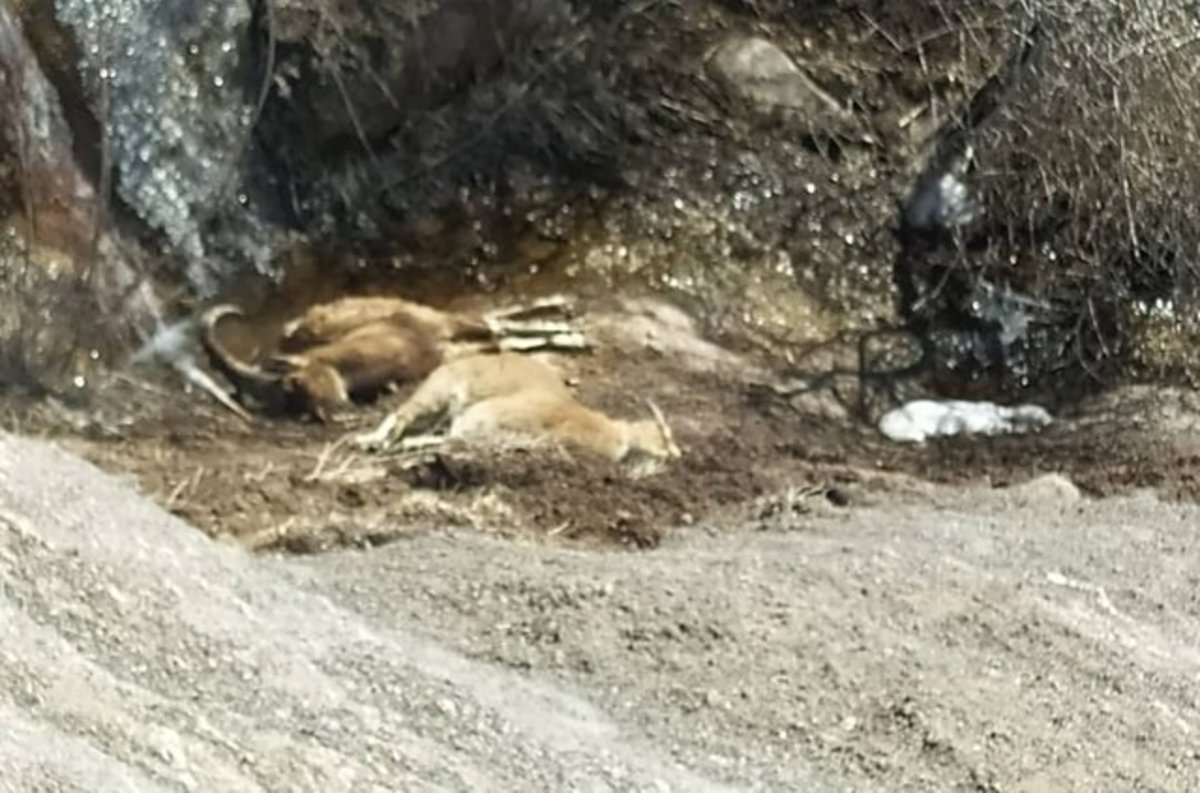 سومین موج شیوع طاعون نشخوار کنندگان