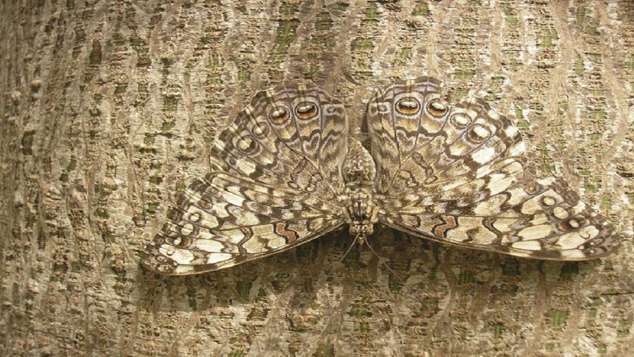 فیلم| استتار حیوانات در طبیعت