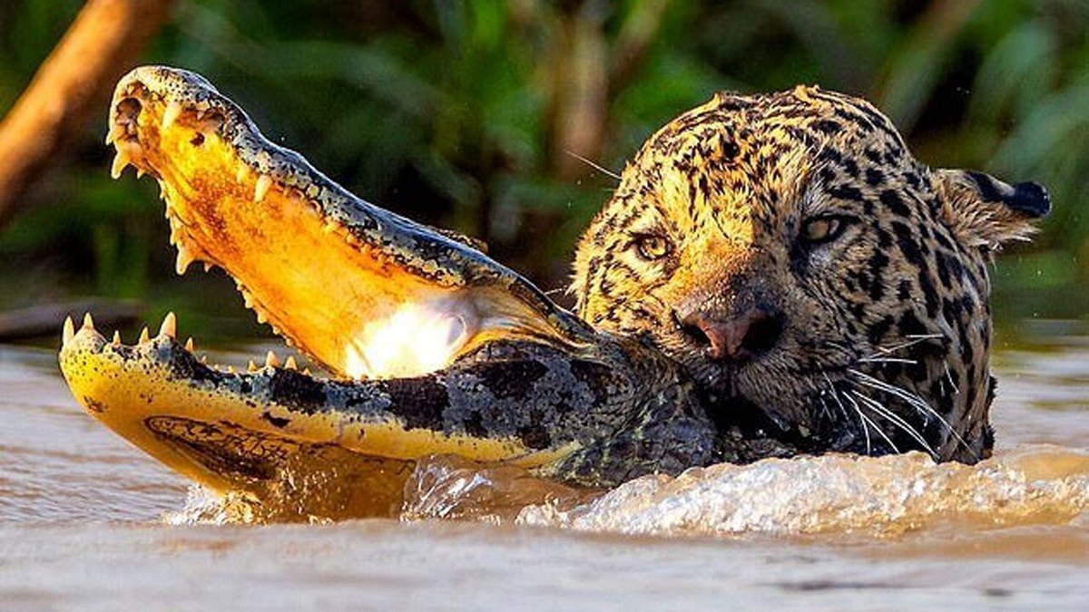 فیلم| شکار تمساح توسط جگوار