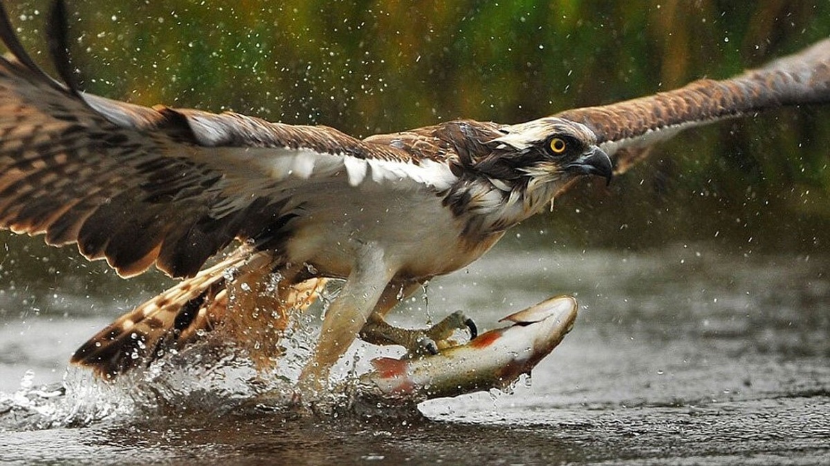 فیلم| شکار ماهی توسط عقاب از زیر آب