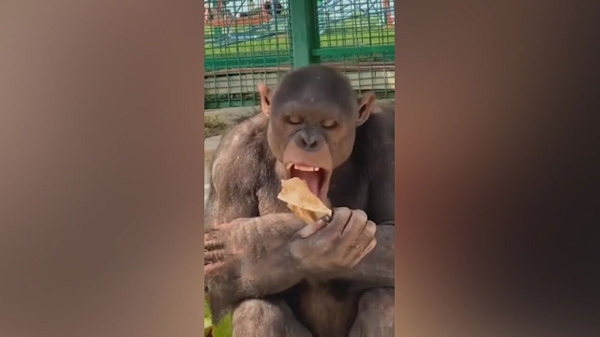 فیلم| علاقه یک شامپانزه به خوردن نان