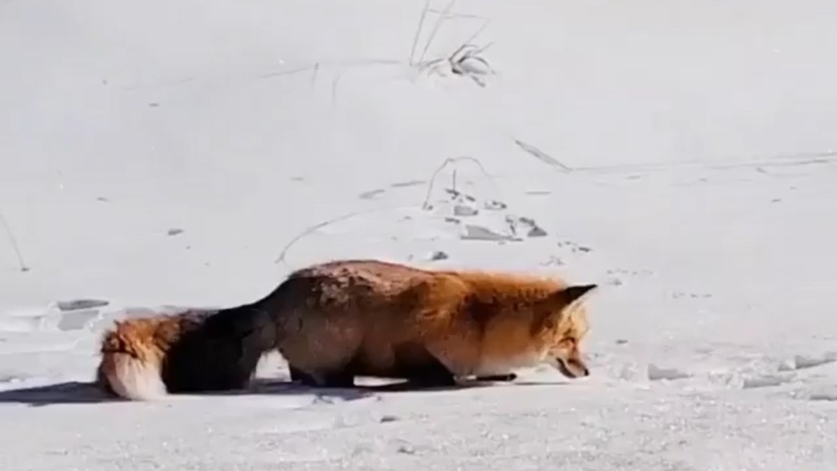 فیلم| روش شکار روباه در برف
