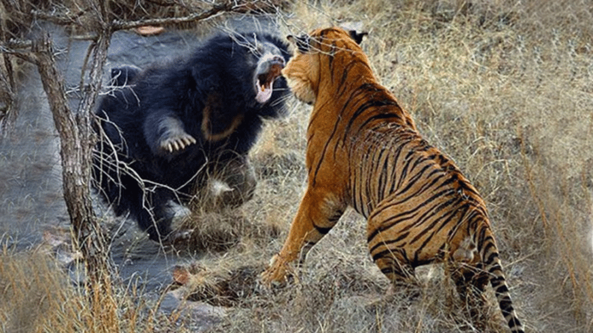 فیلم| نبرد حیوانات وحشی