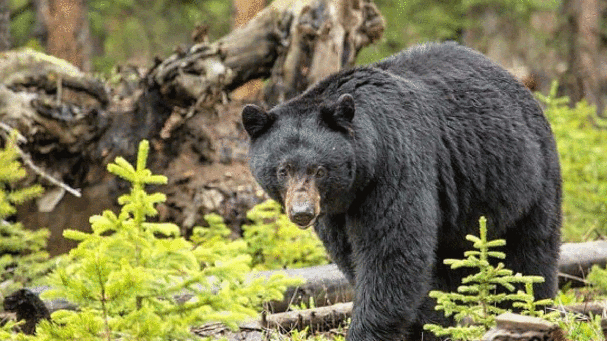 فیلم| حمله خرس به یک خانه در آمریکا