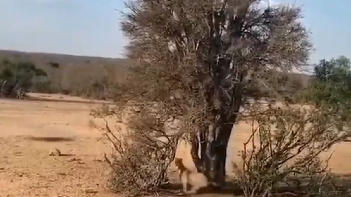فیلم| شکار میمون بالای درخت توسط یوزپلنگ