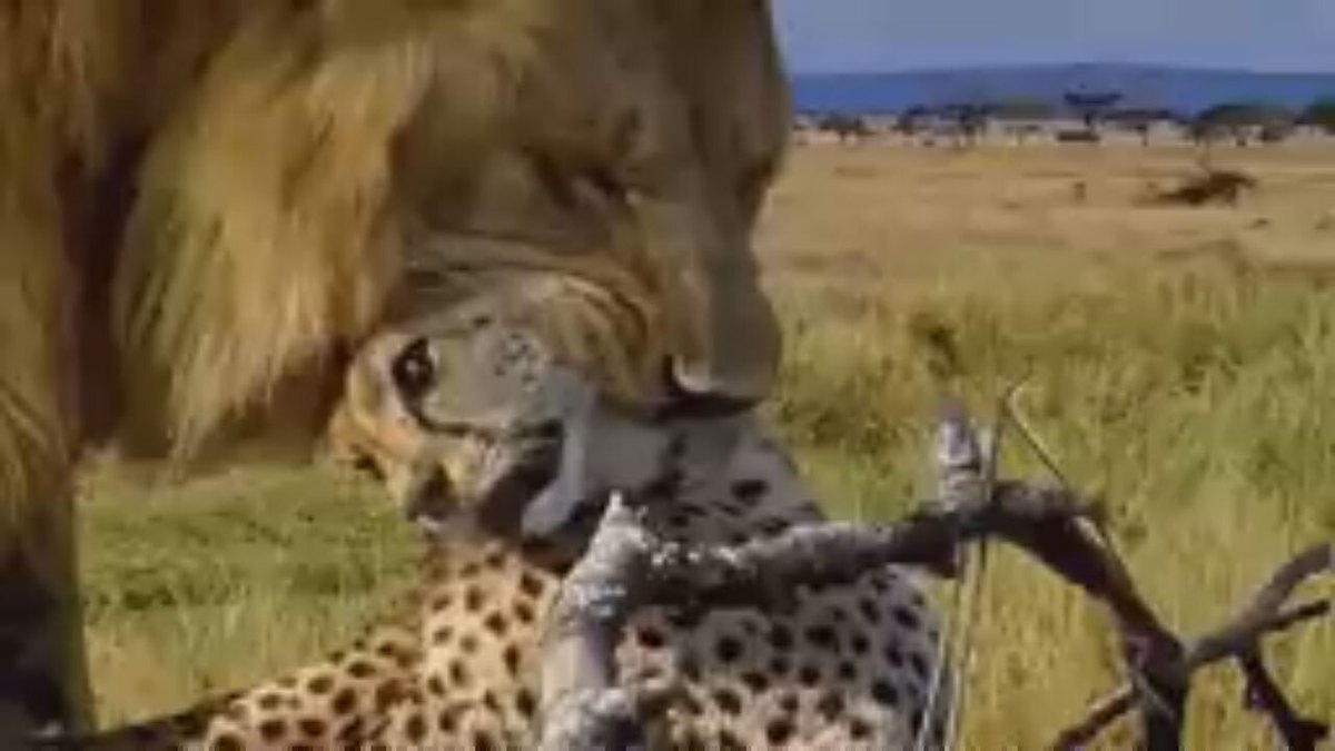 فیلم| شکار یوزپلنگ توسط شیر