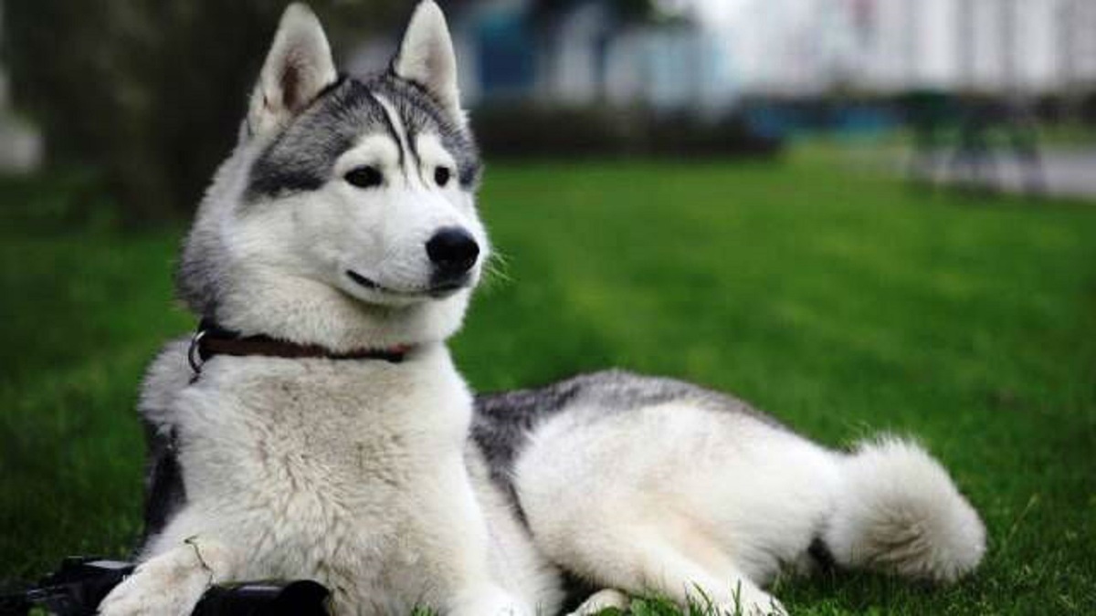 فیلم| کمک یک سگ هاسکی به صاحبش برای ورزش کردن