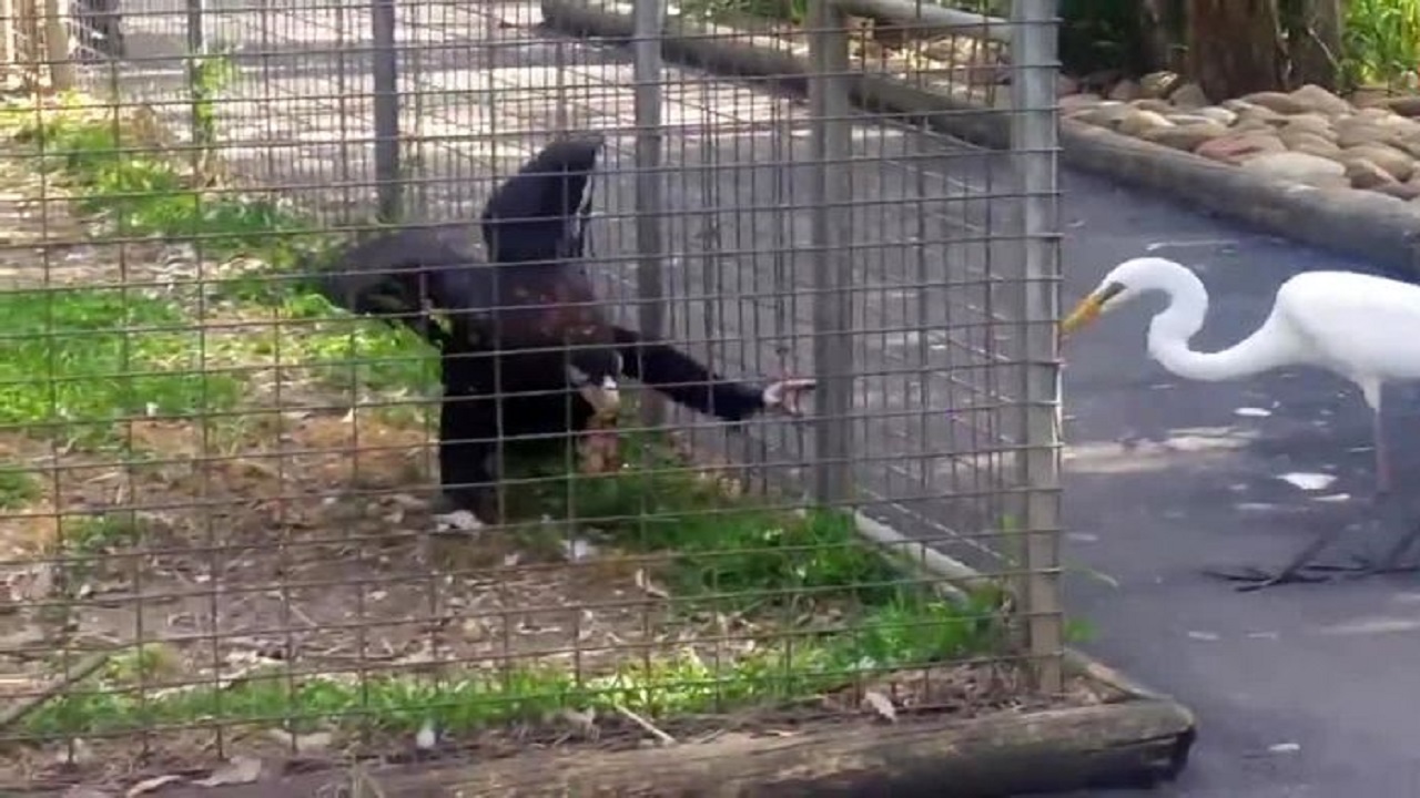 فیلم| درگیری لک لک و عقاب بر سر غذا