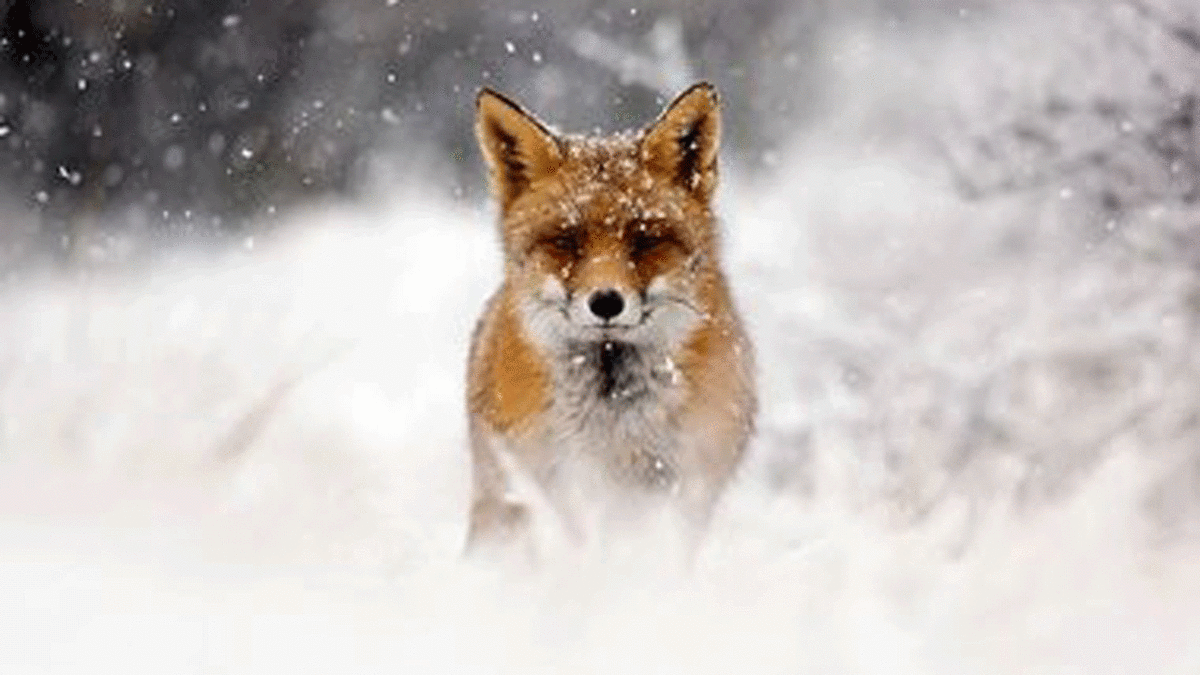 فیلم| نجات روباه یخ زده در جاده چالوس