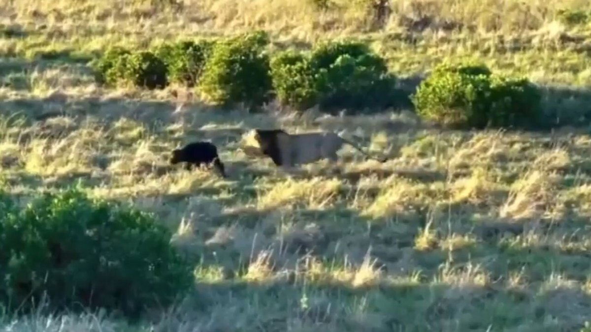 فیلم| لحظه شکار گوساله توسط شیر نر