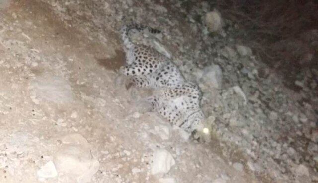 مشاهده یک پلنگ در طبیعت روستای توده زن بروجرد/ تصویر مشاهده یک پلنگ در طبیعت روستای توده زن بروجرد/ تصویر