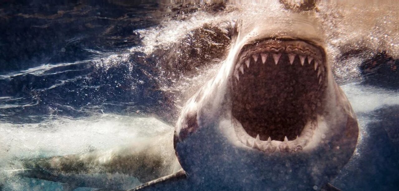 تصاویر| حمله کوسه سفید به شناگر انگلیسی