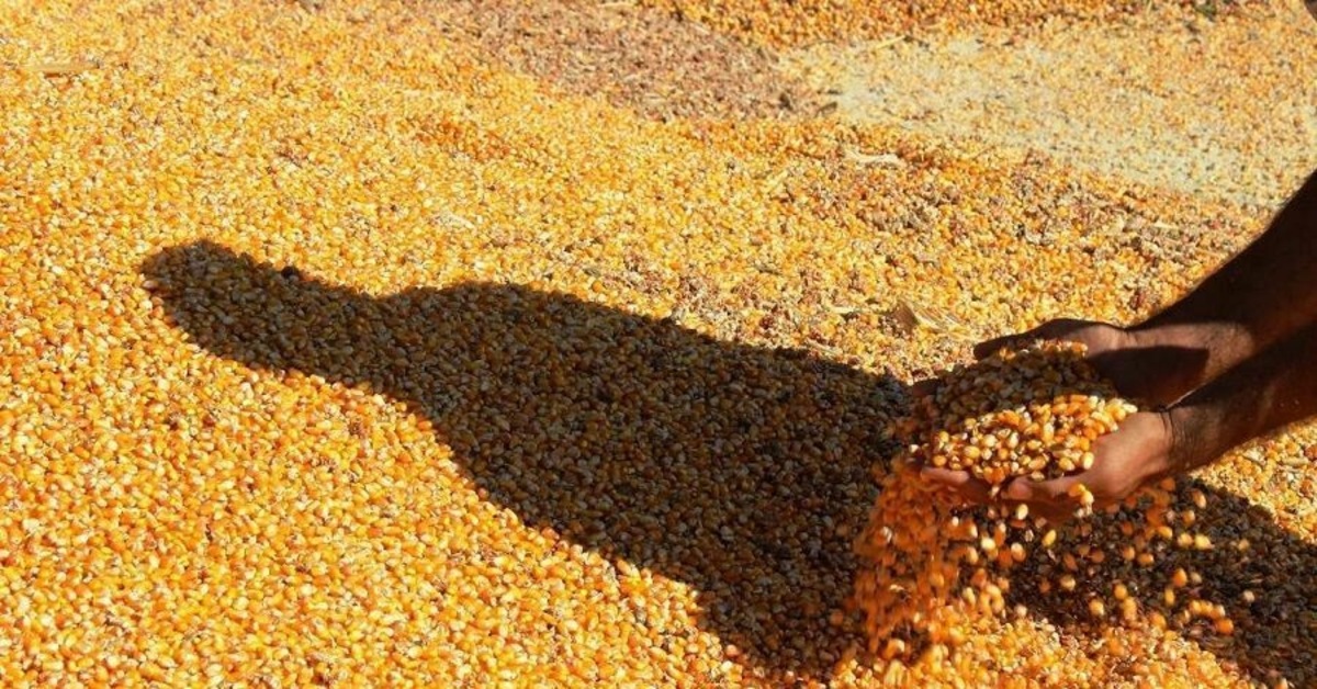 کشف ۲۵ تن ذرت قاچاق در تکاب