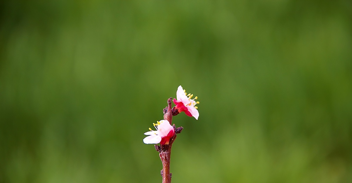 تصاویر| شکوفه‌های بهاری در ابرکوه یزد