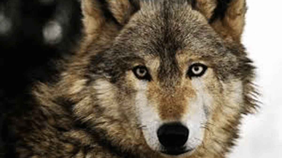 فیلم| حقایق جالب از دنیای گرگ‌ها