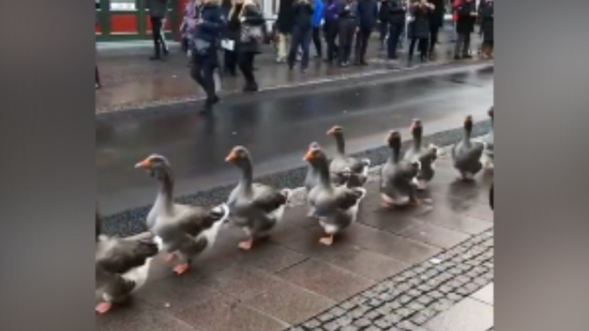 فیلم| رژه اردک‌ها در خیابان‌های دانمارک