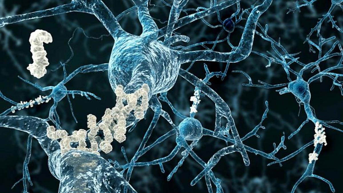 گونه جدیدی از نورون در مغز انسان کشف شد