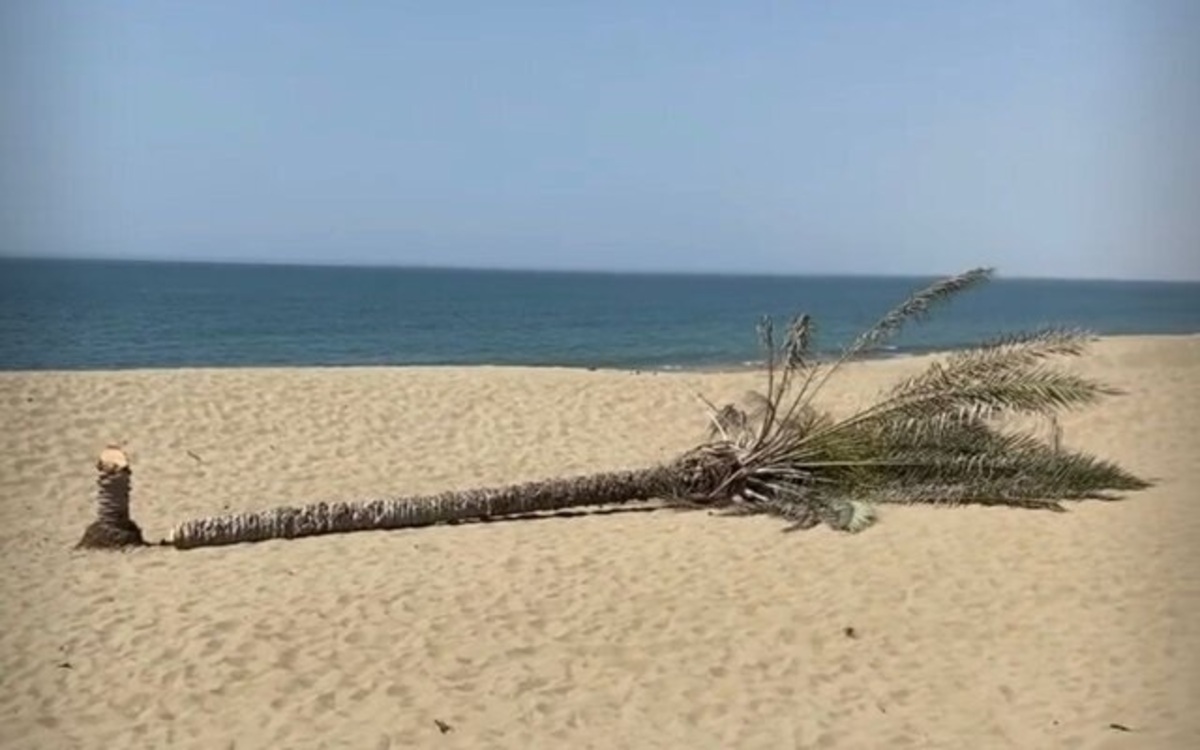 فیلم| نخل دیگری جایگزین تک درخت زیبای ساحل «دَرَک» شد
