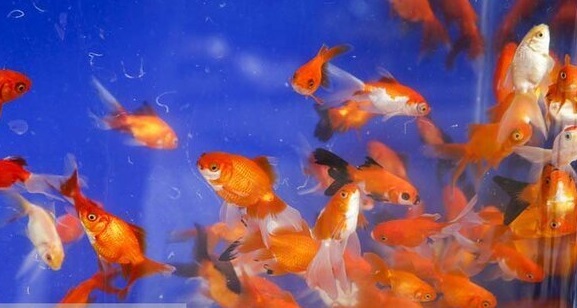 کدام ماهی قرمزها را نخریم؟