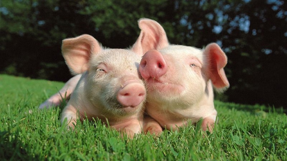 زبان خوک‌ها شناسایی شد