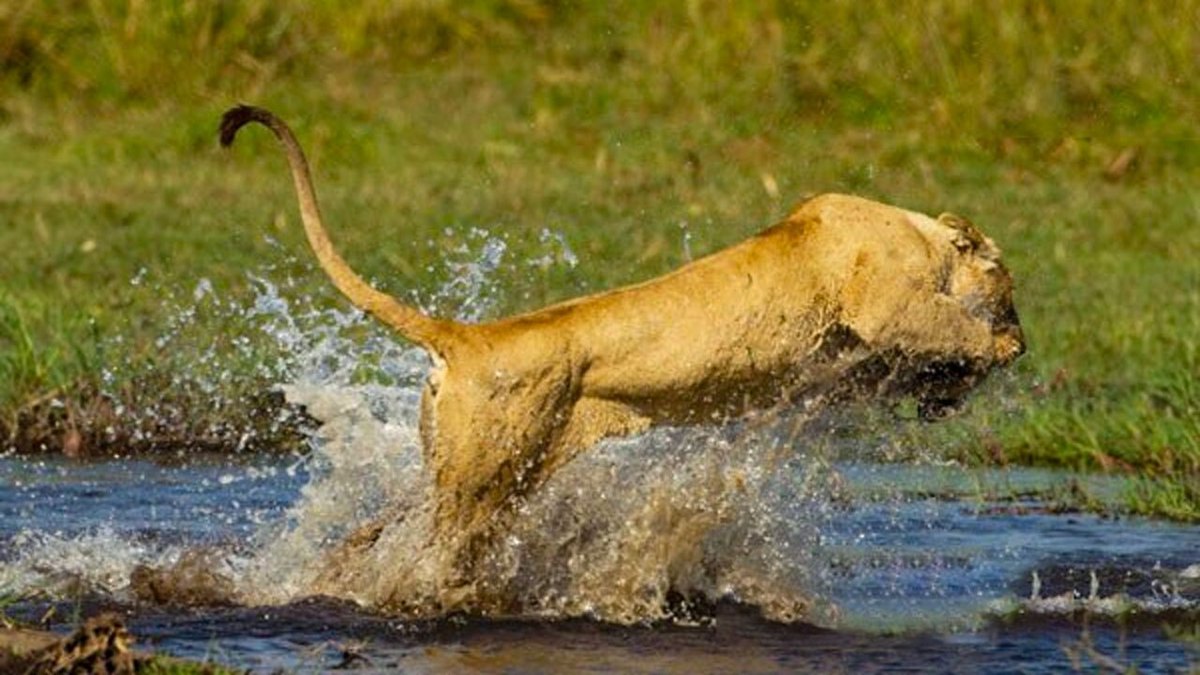 فیلم| شکار گورخر توسط شیر ماده در رودخانه