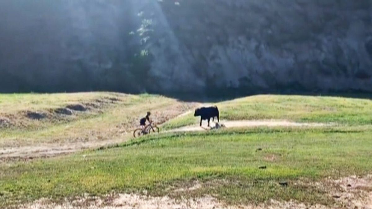 فیلم| حمله گاو به یک دوچرخه سوار!