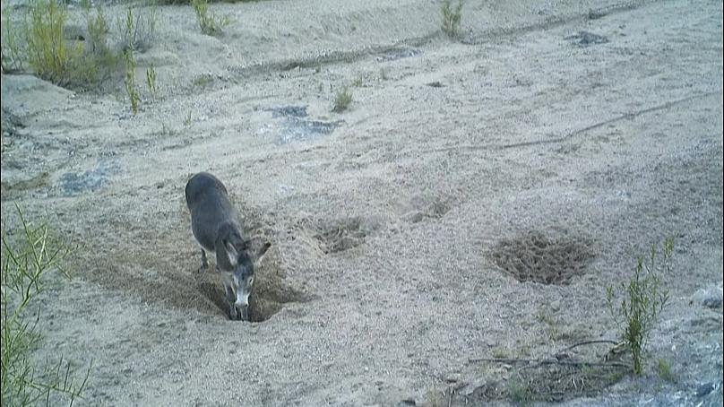 عکس| کار خیر الاغها و اسبها عکس| کار خیر الاغها و اسبها