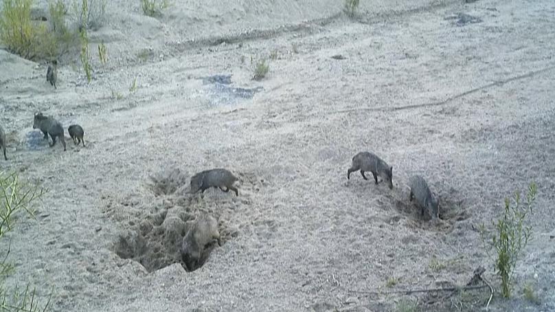 عکس| کار خیر الاغها و اسبها عکس| کار خیر الاغها و اسبها