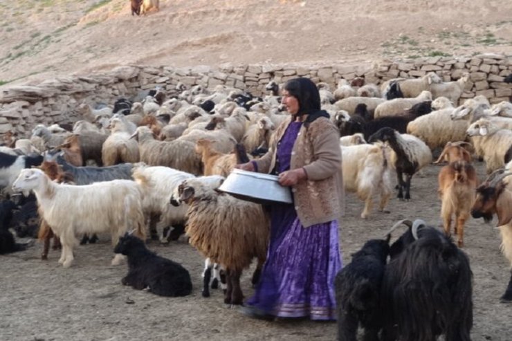 عشایر به فروش قسطی گوسفندان روی آوردند