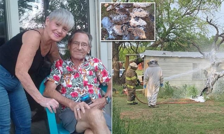 عکس| حمله مرگبار ۶۰ هزار زنبور به مرد ۷۰ ساله