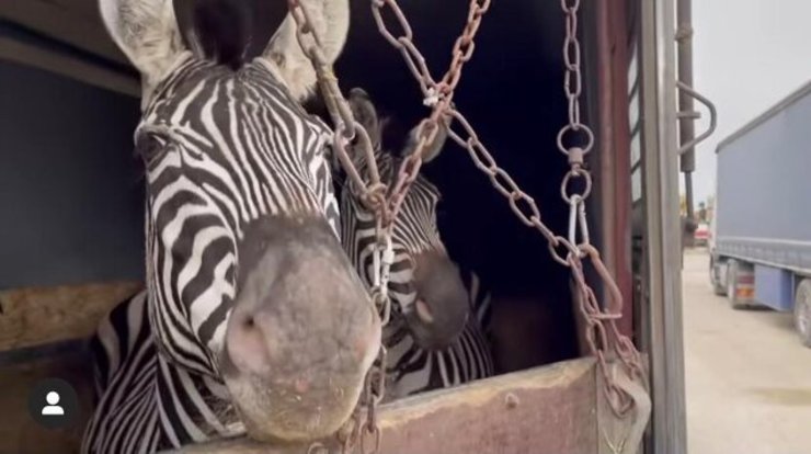 جزئیات مرگ گورخر آفریقایی در باغ‌وحش صفادشت