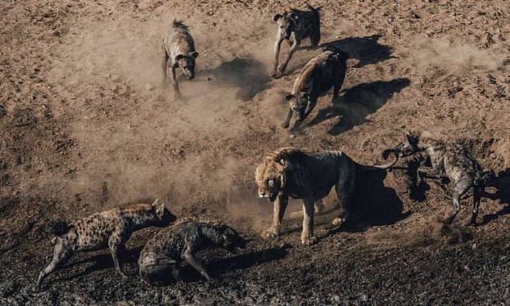 تصاویر| نبرد مرگبار شیر با کفتارها بر سر شکار