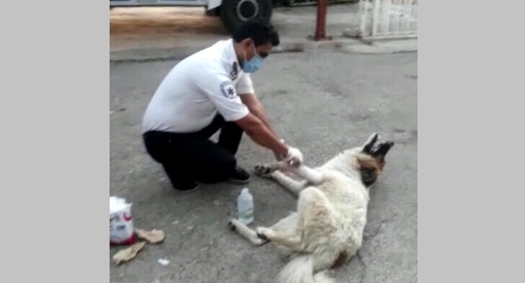 فیلم| ماجرای عجیب پناه بردن یک سگ به اورژانس باشت