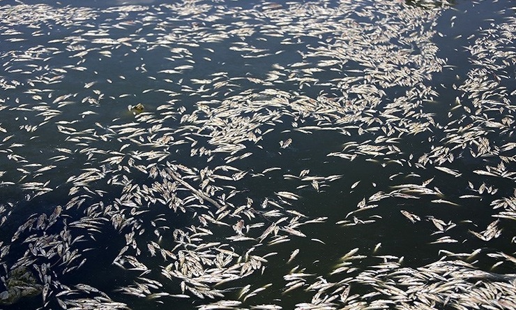 تصاویر| مرگ هزاران ماهی در زاینده‌رود