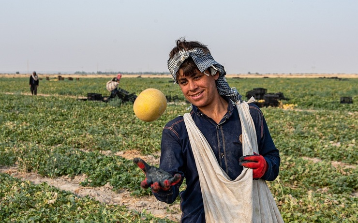 تصاویر| برداشت طالبی از مزارع بوشهر