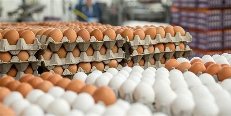 احتمال افزایش شدید قیمت تخم مرغ