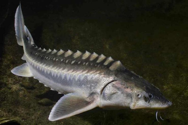 عکس| صید ماهی خاویار ۱۰۰ ساله غول‌پیکر!