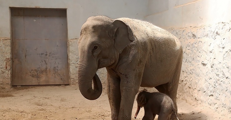 تصاویر| تولد نخستین فیل در ایران