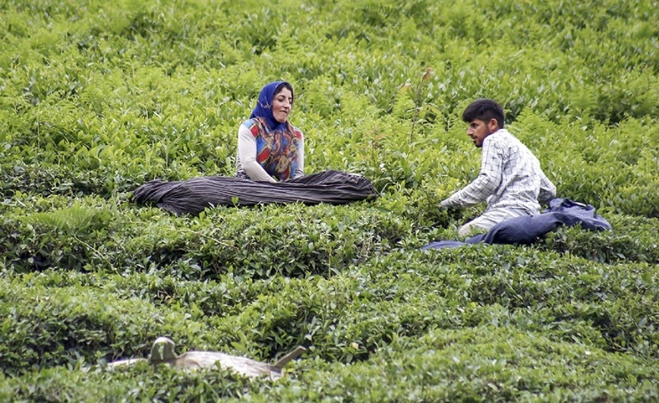 تصاویر| برداشت برگ سبز چای در گیلان