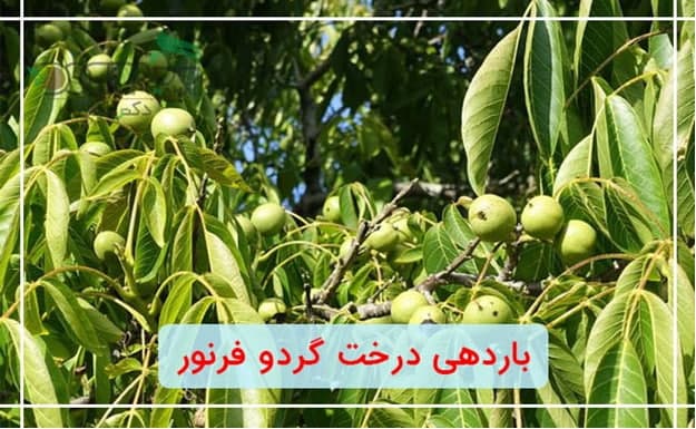 بهترین نهال گردو زود بازده چند؟