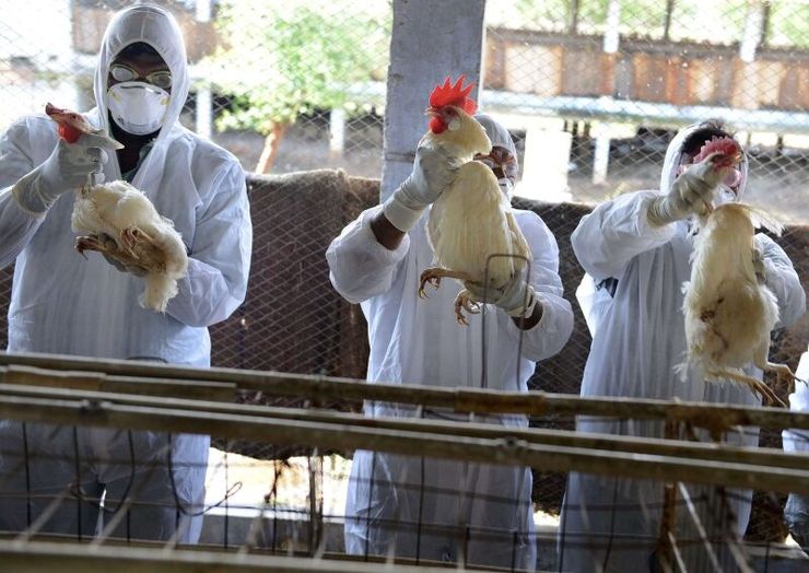 سرایت نوع جدید آنفلوانزای مرغی به انسان در چین