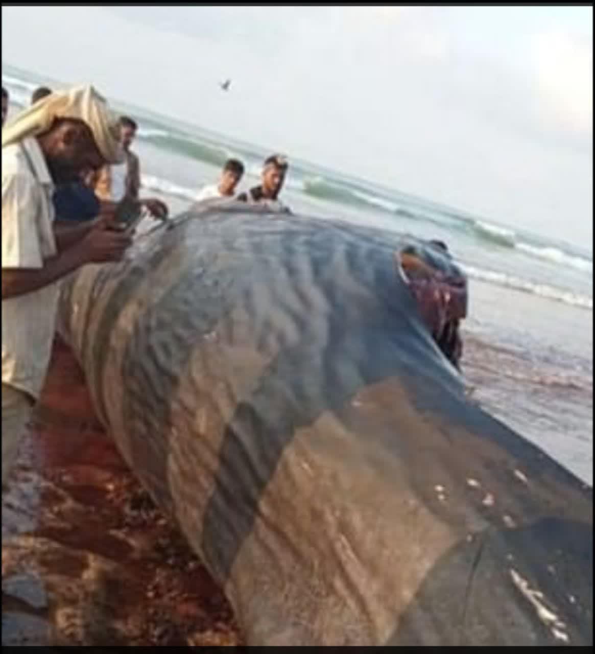 گنج گرانبهایی که ماهیگیران یمنی از دل یک نهنگ کشف کردند