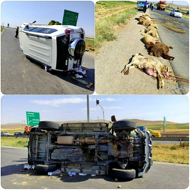 مرگ چوپان و تلف شدن 22 گوسفند در حادثه رانندگی