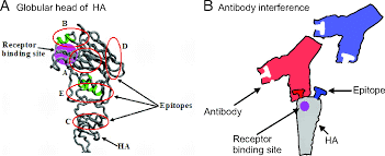 دلایل علمی به رد اثربخشی واکسن‌های غیر فعال کووید ۱۹
