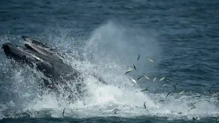 نجات باورنکردنی غواصی که توسط نهنگ بلعیده شد!