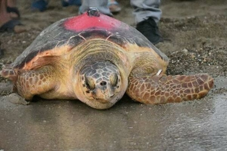 عکس| سفر ۳۰۰ روزه یک لاک‌پشت از ترکیه به تونس