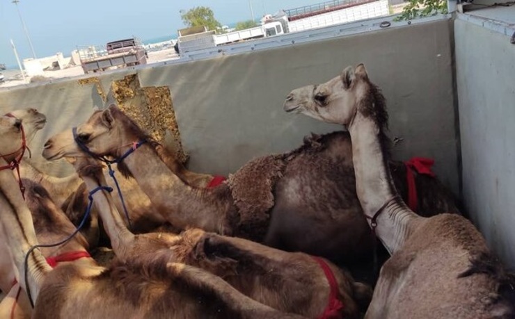 عکس| مسافران پرحاشیه گمرک؛ این بار شتران قطری!