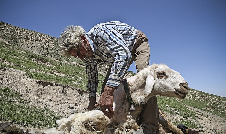 تصاویر| پشم‌چینی گوسفندان در کلات