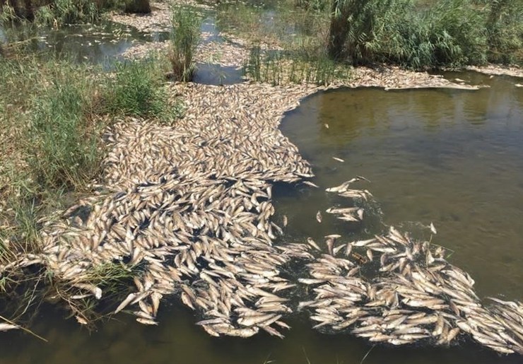 مرگ نامشخص ماهیان در رودخانه گاماسیاب