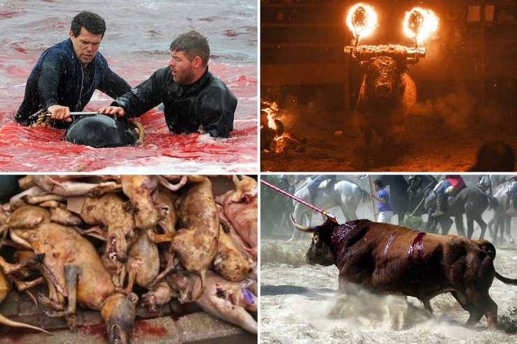 تصاویر| جشنواره‌ وحشیانه کشتار حیوانات؛ از آتش زدن گاو‌ها در برزیل تا کشتار سگ‌ها در چین!